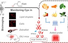 我院学者在《Food Chemistry》发表荧光探针在药物性肝损伤和食品中Cys监测相关研究成果